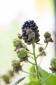 Attēlu rezultāti vaicājumam “Rubus nessensis”