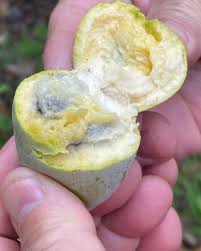 Attēlu rezultāti vaicājumam “Hordelymus europaeus fruit”