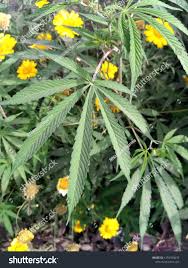 Attēlu rezultāti vaicājumam “Cannabaceae”