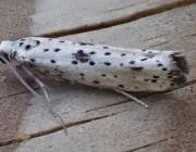 Attēlu rezultāti vaicājumam “Yponomeuta plumbella”