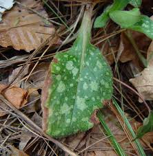 Attēlu rezultāti vaicājumam “Pulmonaria saccharata”