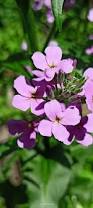 Attēlu rezultāti vaicājumam “Hesperis matronalis”