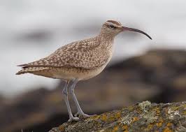 Image result for Numenius hudsonicus