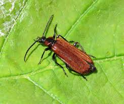 Attēlu rezultāti vaicājumam “Schizotus pectinicornis”