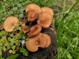 Attēlu rezultāti vaicājumam “Collybia acervata”