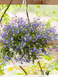 Image result for Männertreu