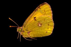 Attēlu rezultāti vaicājumam “Colias croceus”