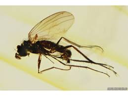 Attēlu rezultāti vaicājumam “Dolichopodidae”