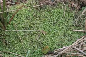 Attēlu rezultāti vaicājumam “Calypogeia neesiana”