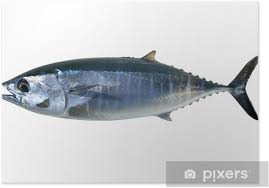 Image result for Thunnus thynnus