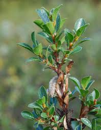 Attēlu rezultāti vaicājumam “Salix myrtilloides leaf”