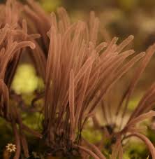 Attēlu rezultāti vaicājumam “Stemonitis flavogenita spores”