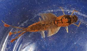 Attēlu rezultāti vaicājumam “Siphlonurus”