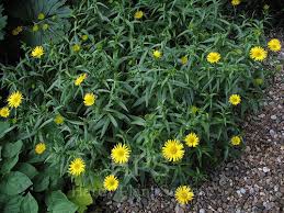 Image result for Buphthalmum salicifolium
