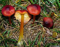 Attēlu rezultāti vaicājumam “Hygrocybe pseudoconica”