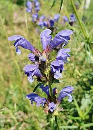 Attēlu rezultāti vaicājumam “Dracocephalum ruyschiana”