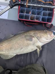 Image result for Blackpool Boat Angling Club