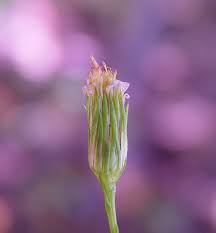 Attēlu rezultāti vaicājumam “Atrichum flavisetum sporophyte”