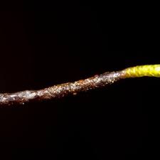 Attēlu rezultāti vaicājumam “Calliergon trifarium”