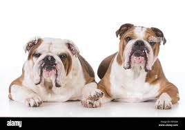 Image result for Banbury Bulldogs