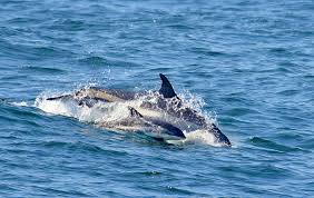 Image result for Leucopleurus acutus