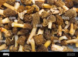 Attēlu rezultāti vaicājumam “Verpa bohemica”