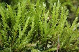 Attēlu rezultāti vaicājumam “Pohlia”