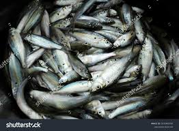 Image result for ikan