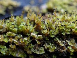 Attēlu rezultāti vaicājumam “Scapania apiculata”