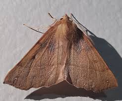 Attēlu rezultāti vaicājumam “Colotois pennaria”