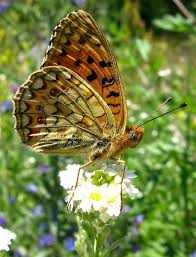 Attēlu rezultāti vaicājumam “Argynnis niobe underside”