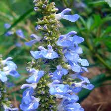 Attēlu rezultāti vaicājumam “Viola uliginosa”