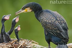 Attēlu rezultāti vaicājumam “Phalacrocorax carbo adult”