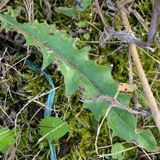 Attēlu rezultāti vaicājumam “Picris hieracioides”