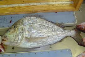 Image result for Calamus bajonado