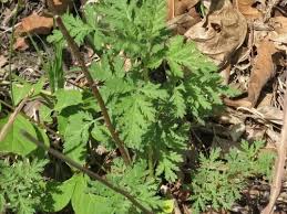 Image result for Artemisia gmelinii