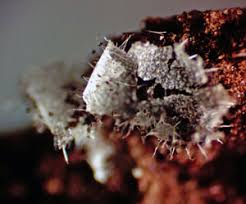 Attēlu rezultāti vaicājumam “Badhamiopsis scripta macro”