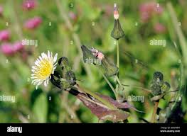 Attēlu rezultāti vaicājumam “Sonchus oleraceus bud”