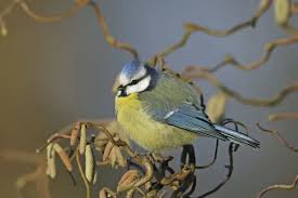 Image result for Cyanistes caeruleus
