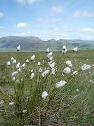 Attēlu rezultāti vaicājumam “Sphagnum tenellum”
