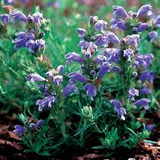 Attēlu rezultāti vaicājumam “Dracocephalum ruyschiana fruit”