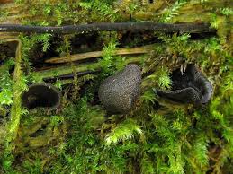 Attēlu rezultāti vaicājumam “Ionomidotis irregularis”