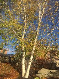 Attēlu rezultāti vaicājumam “Betula papyrifera”