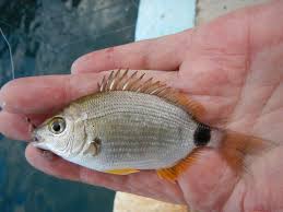 Image result for Diplodus