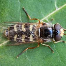 Attēlu rezultāti vaicājumam “Eupeodes nielseni”