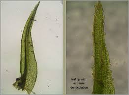 Attēlu rezultāti vaicājumam “Ceratodon purpureus”