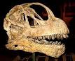 220px-Camarasaurus_lentus.jpg