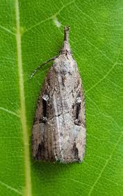 Attēlu rezultāti vaicājumam “Hypena rostralis”