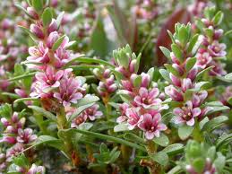 Attēlu rezultāti vaicājumam “Glaux maritima flower”