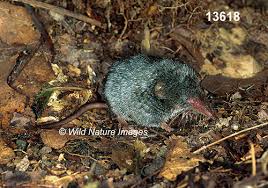 Attēlu rezultāti vaicājumam “Sorex sp.”